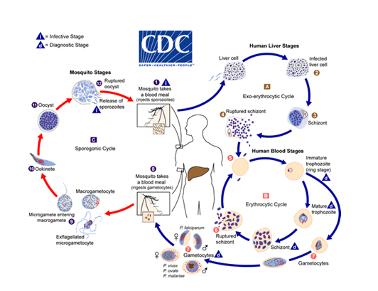 Life cycle of Malaria